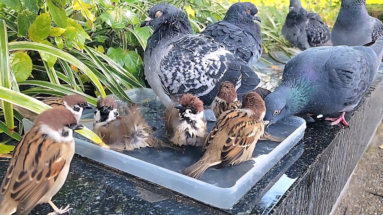 鳩さんと混浴　【すずめ日記】
