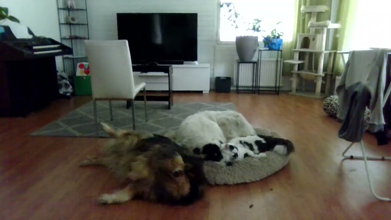 Esittelen mun lemmikit.