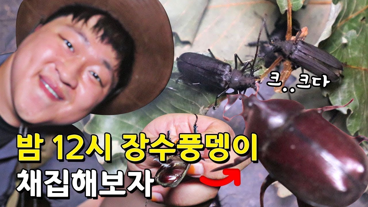 [도깨비] 밤12시 장수풍뎅이를 채집해보자~!!