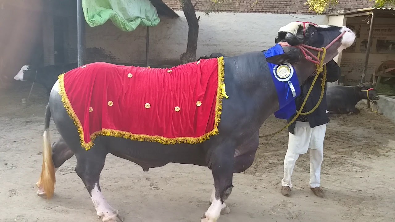 🏆🏅Dhanna sahid ka all India champion bull babar 1 (sale) owner Darshan Singh👌👌👍👍 7009492709