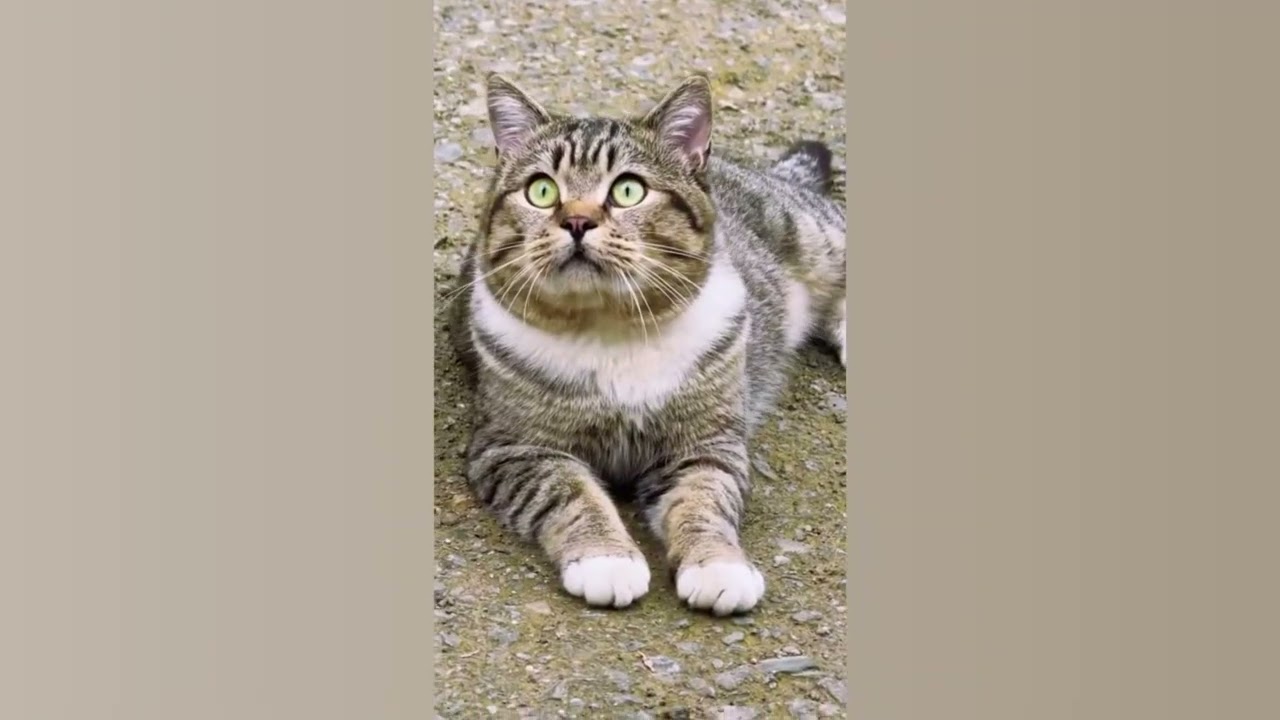 I’m cute cat 🐱🐾🐾