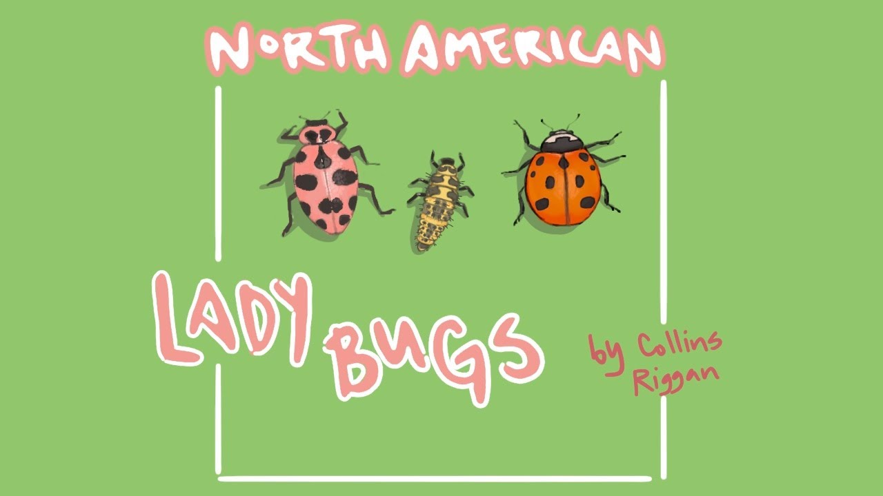 Naturalist Exchange The North American Ladybug