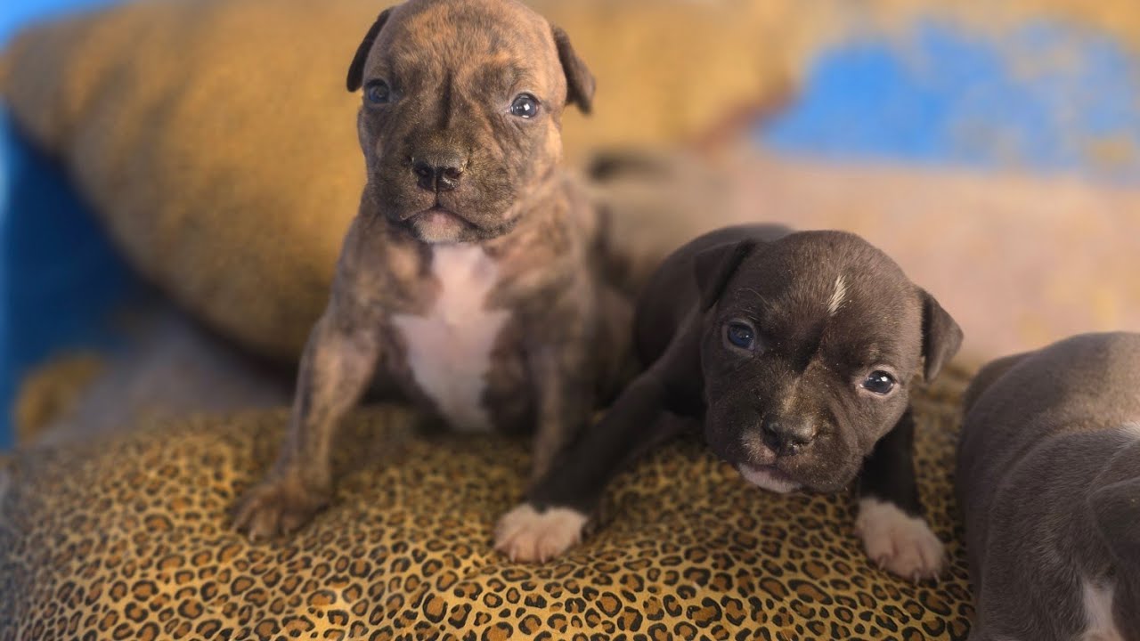 A Look At Puppies And A Tour Of The Bully Yard,  While We Get Ready for A Winter Storm💨 @hardcut 