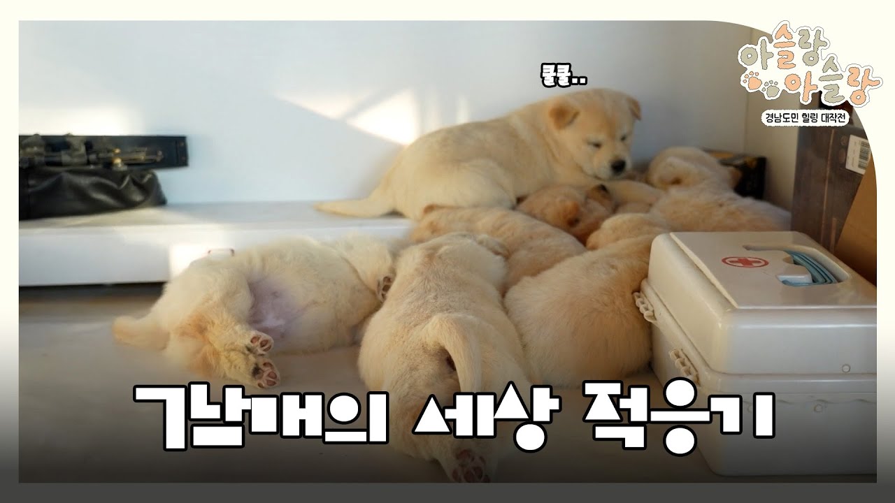 [아슬랑아슬랑] | 7남매의 세상 적응기 | 스크롤 (KBS 2026.01.27. 화 방송)