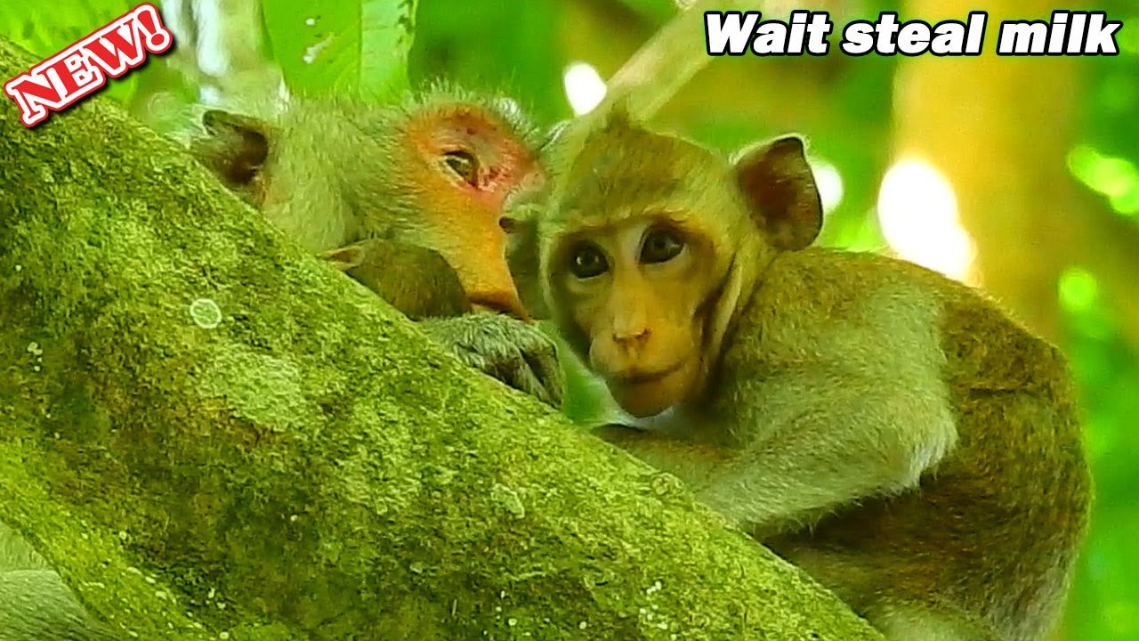 Et the end still no milk! Disappoint feel of Janna sit waiting chance for get milk after baby Jody