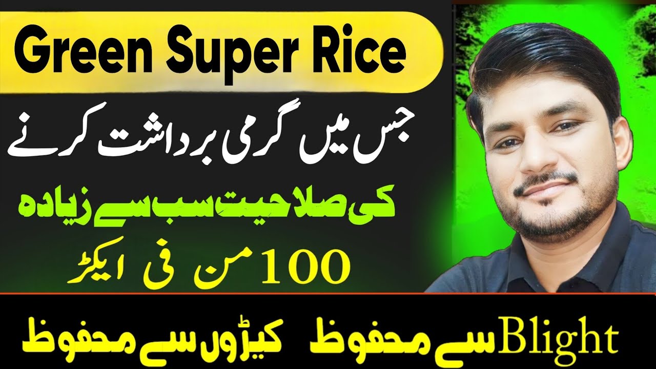 Green Super Rice 2025 | GSR 6 | GSR 7 | GSR 8  | Approved by Pakistan Agricultural Research Council.