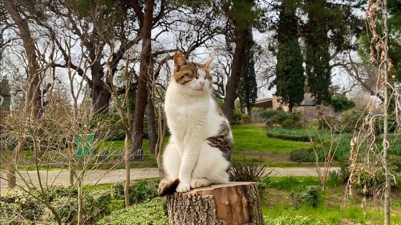 The cats living in the park are incredibly beautiful. I gave them food.