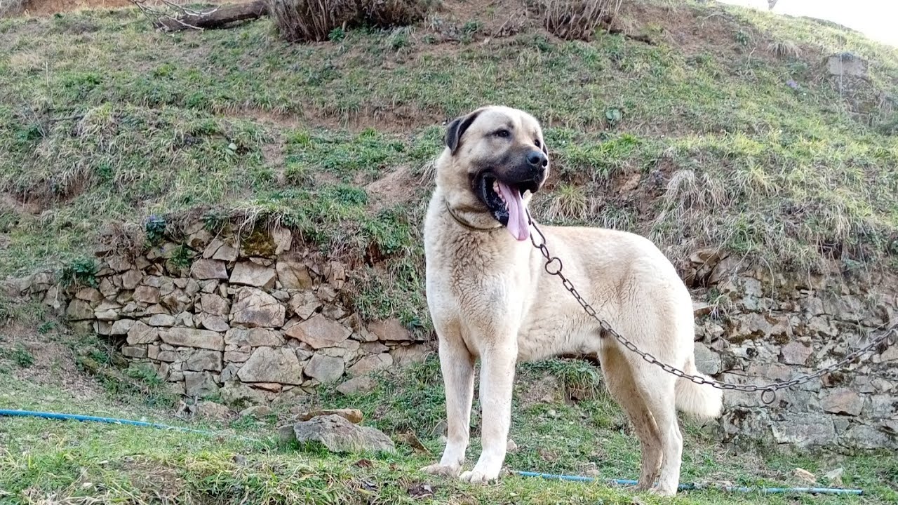 HİÇ BİR KÖPEKTEN KORKMAYAN VE YILMAYAN MEYDANCI FIRTINA