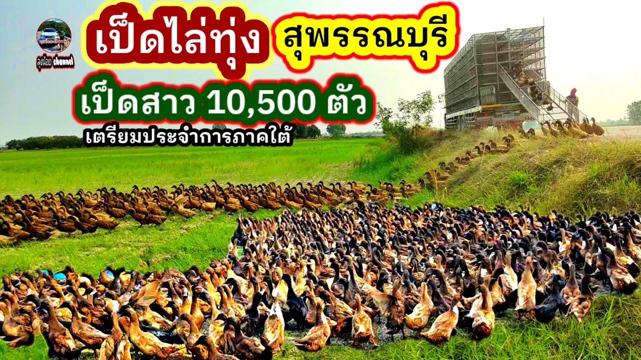 #เป็ดไล่ทุ่ง#เป็ดสาวอายุ5เดือน #พร้อมไข่ 10,500 ตัว#เตรียมประจำการภาคใต้ #สุพรรณบุรี #ลุงน้อยchannel