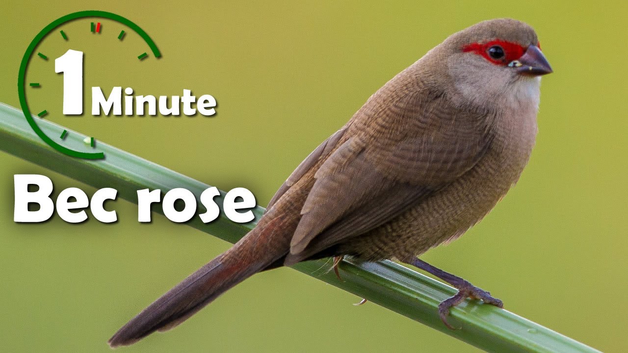Une minute pour un oiseau : bec rose (astrild ondulé) - YabAlex
