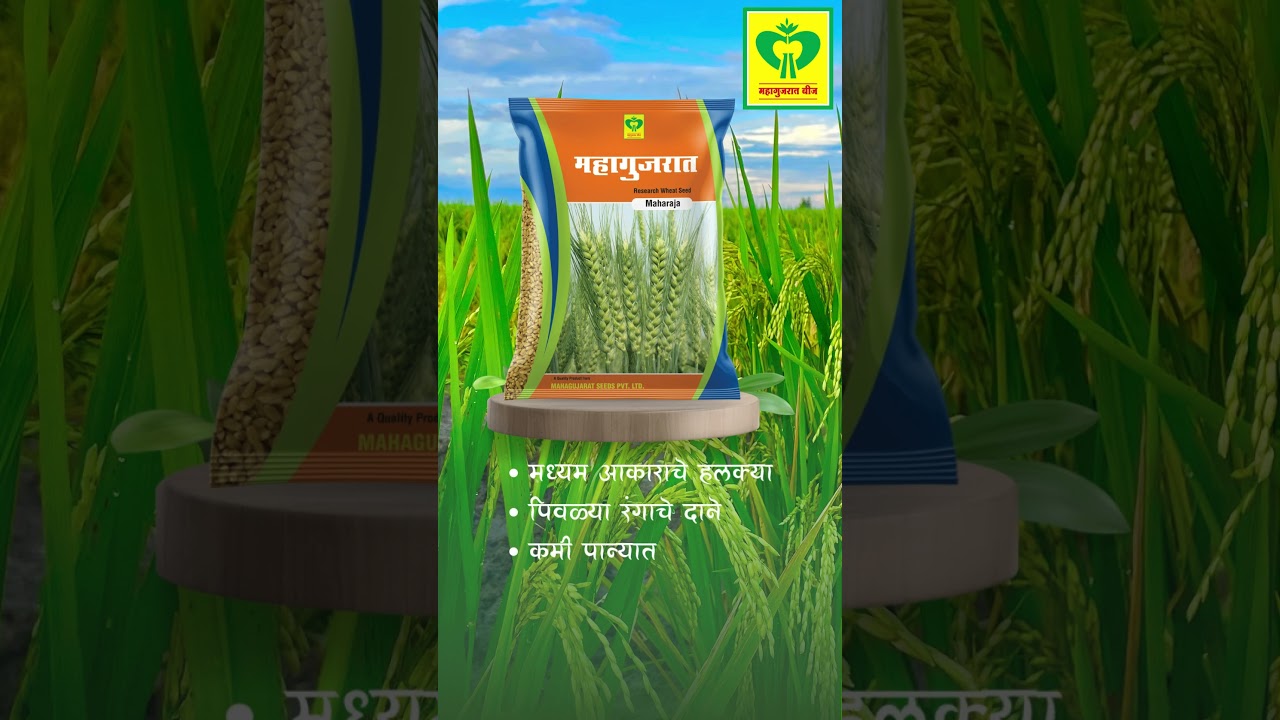 Best Wheat Seeds  | Maharaja Gehu Beej | Maharaja Wheat Seeds | Wheat Seeds