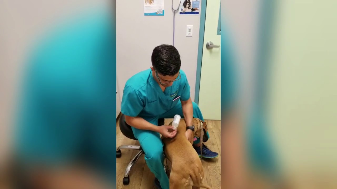 Fear Free Blood Draw on a Fearful Dog