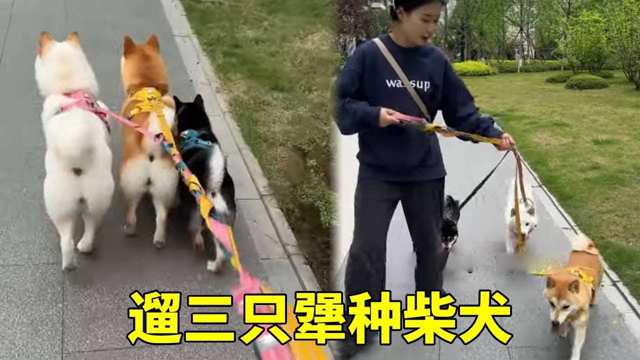 上门遛三只犟种柴犬，20斤的狗子100斤的反骨，真的绝了！#狗子的迷惑行为 #萌宠出道计划 #柴犬#反骨小狗
