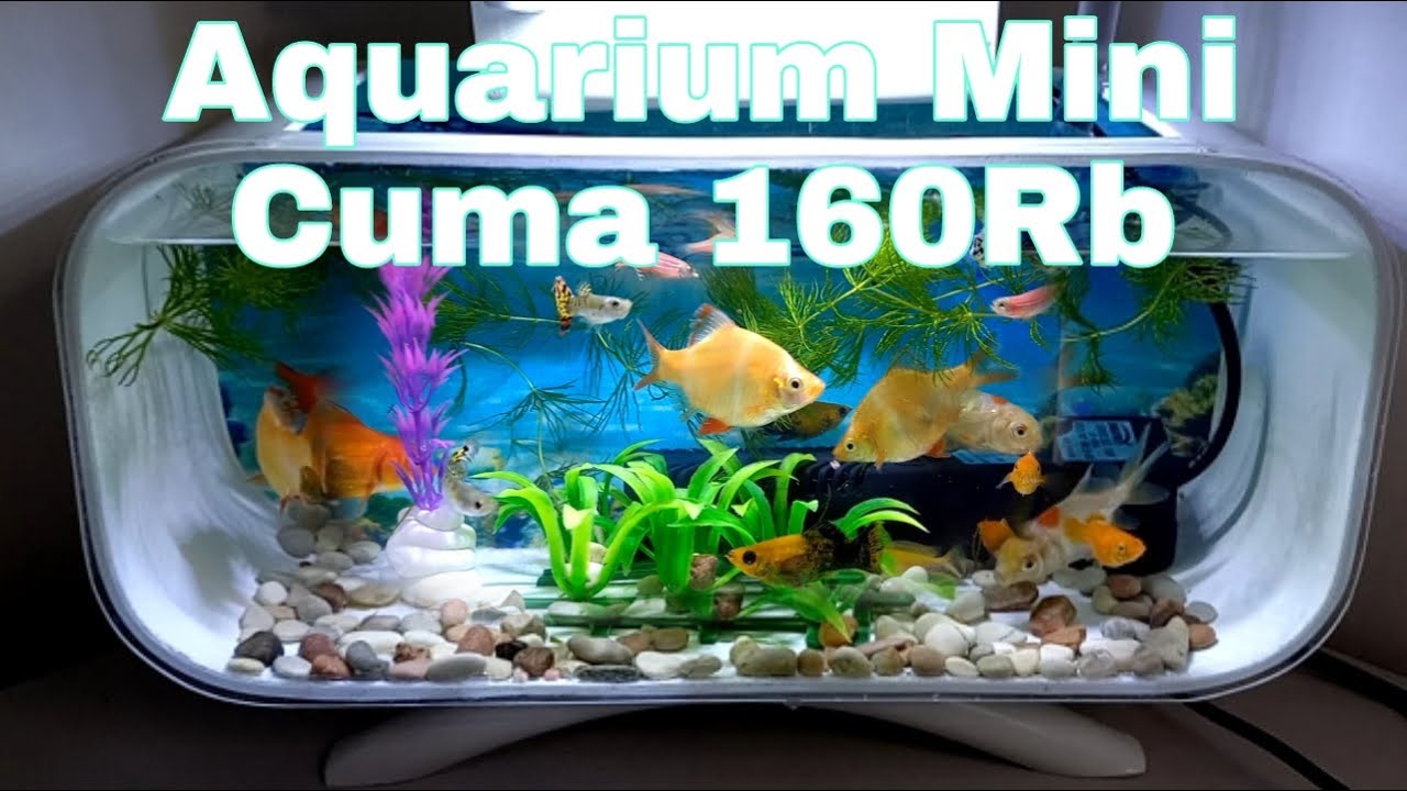 Aquarium Mini | Unboxing & Review