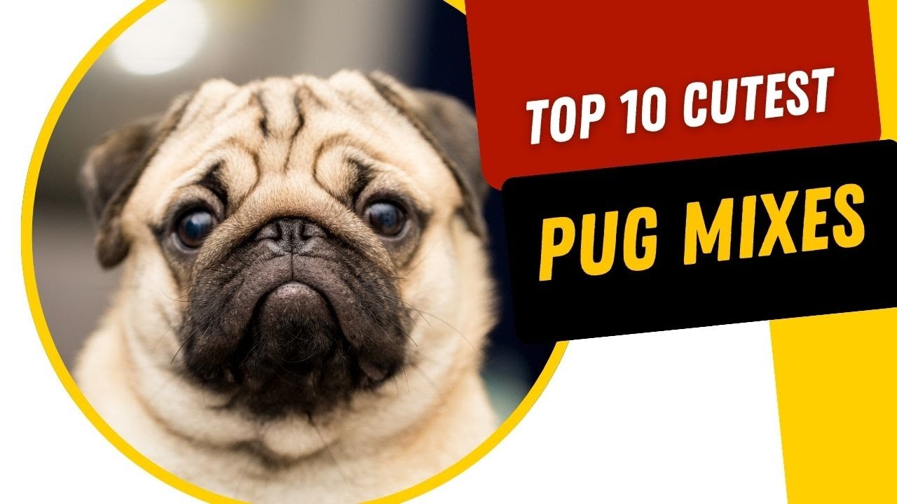 Top 10 Cutest Pug Mixes You Need to See!