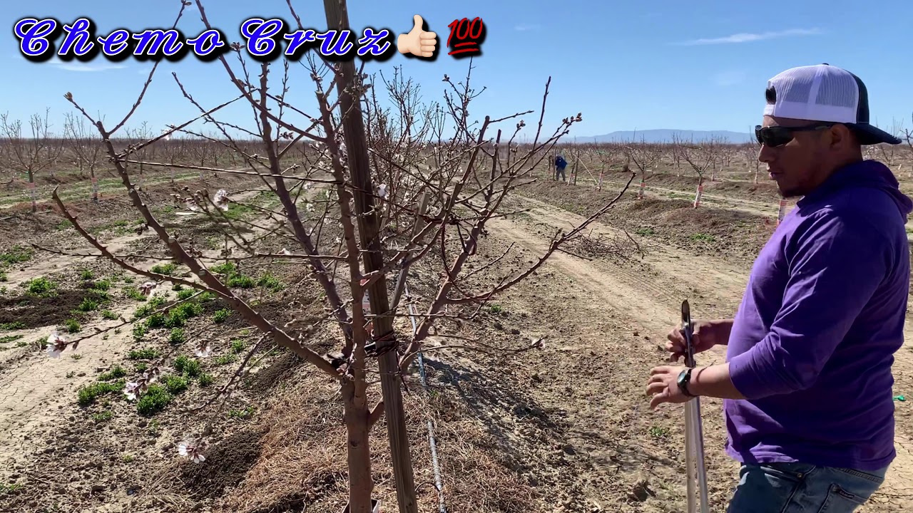 COMO EMPEZAR A PODAR Y FORMAR LOS ARBOLES DE ALMENDRA😉😎