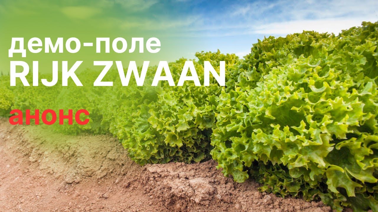 Демо-поле Rijk Zwaan в Ташкенте. Анонс