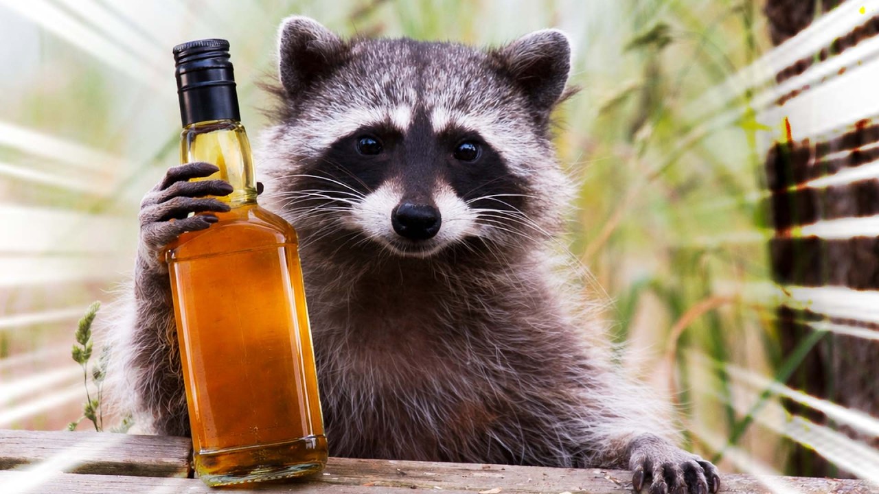 Ciekawe wpadki zwierzaków po alkoholu!!