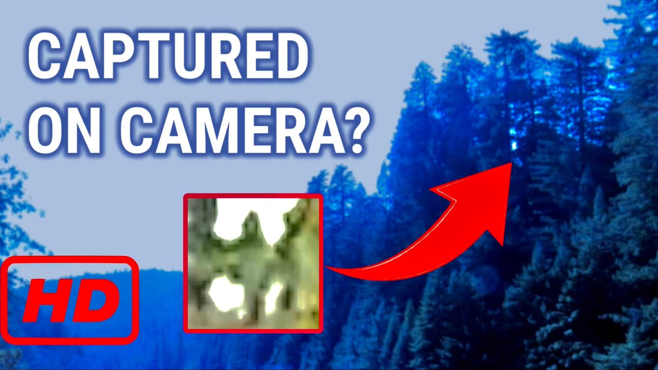 Captured On Camera? Operation Bigfoot: The Redwoods [ FULL FILM ]