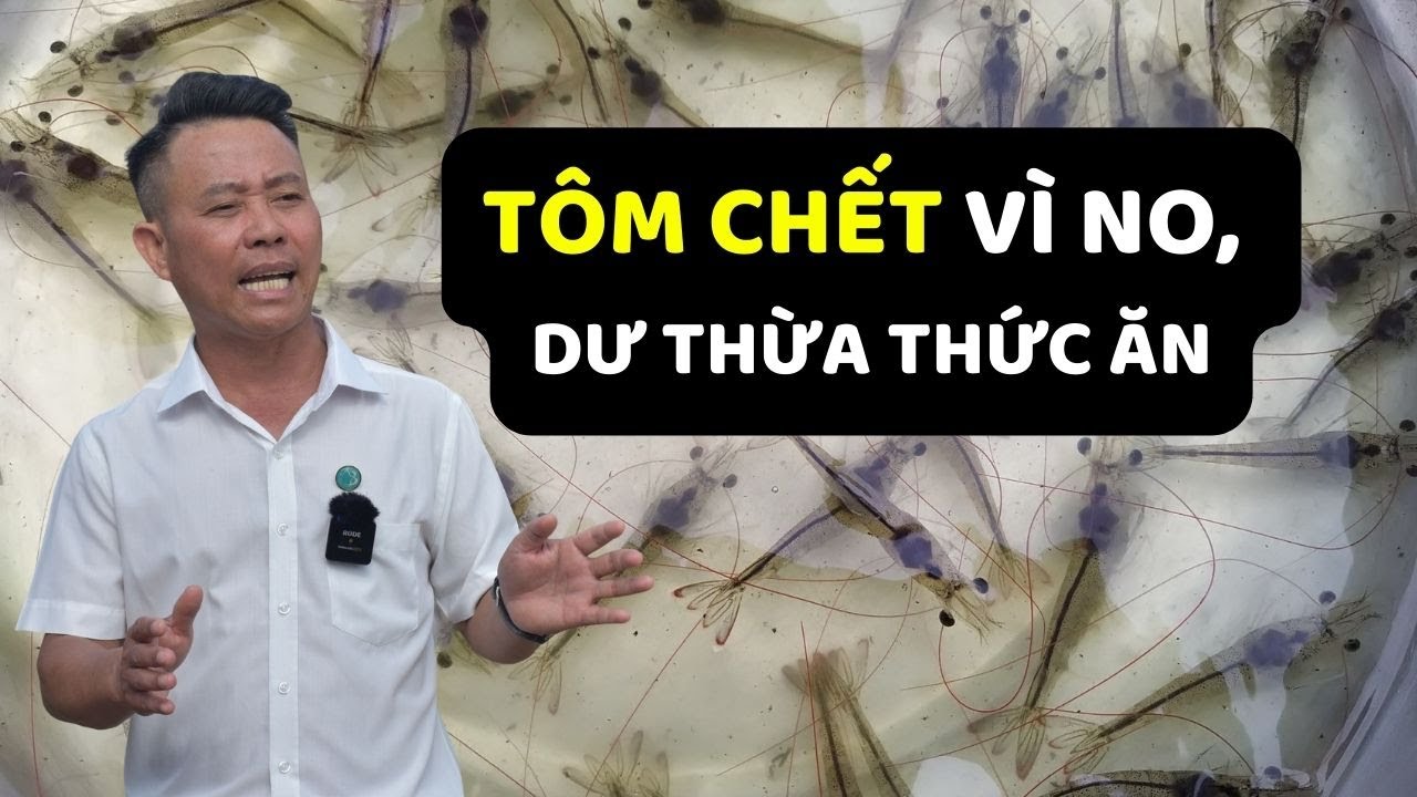 Cách quản lý thức ăn cho tôm thẻ chân trắng hiệu quả