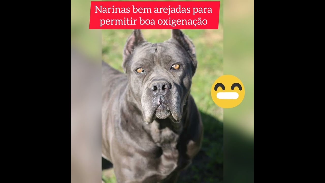 Como &eacute; a  cabe&ccedil;a de um Cane corso segundo o seu estal&atilde;o/ padrao / standard ?
