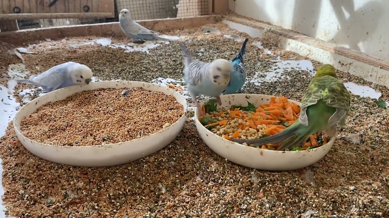 18 Minute Budgies Bird Feeding