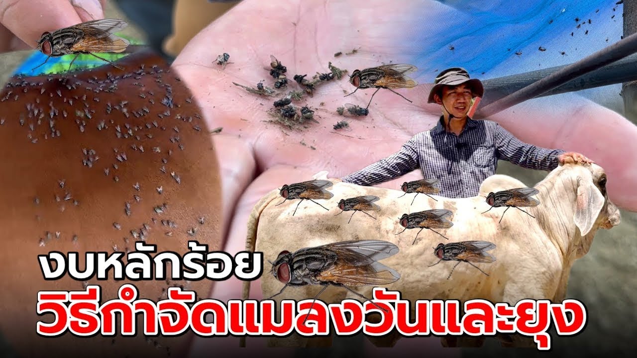 Как избавиться от мух, комаров, слепней и мух в коровниках, буйволах, козах и овцах. Бюджет всего...