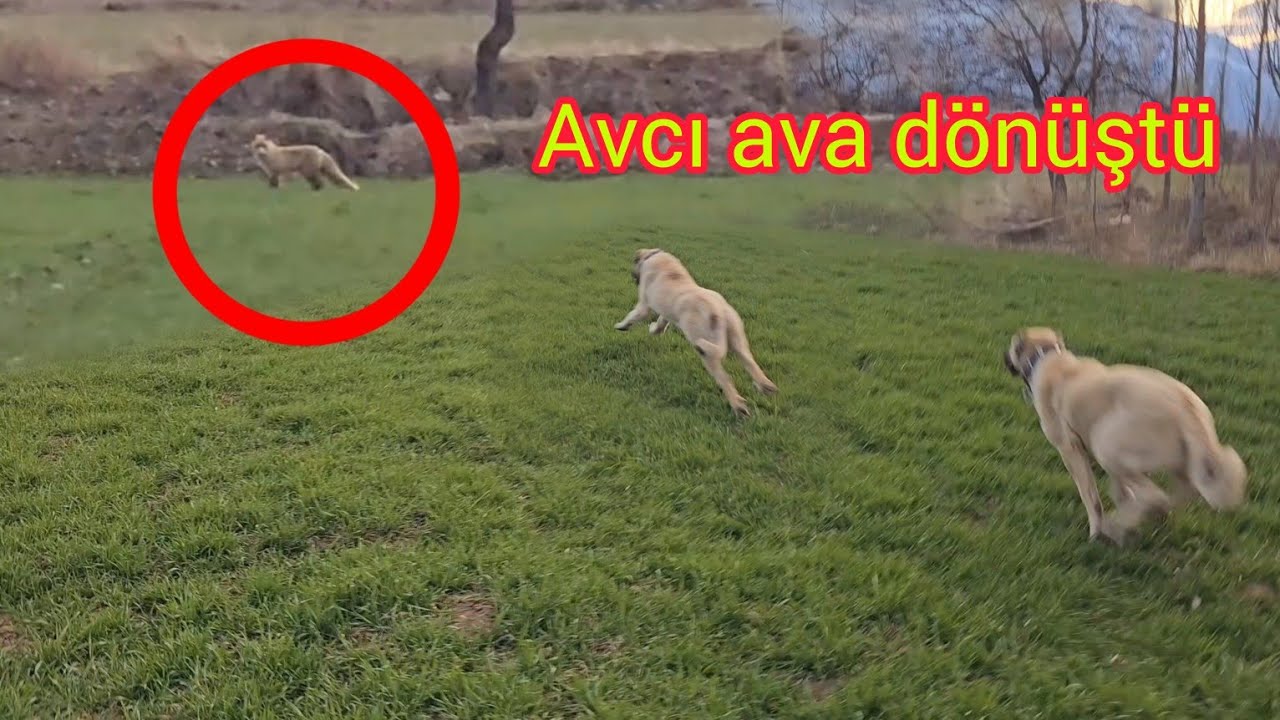 BARUT TAVUKLARI ÇALMAYA GELEN TİLKİYİ GÖRÜNCE MERMİ GİBİ PEŞİNE VERDİ~TEK BAŞINA İLK İCRAATI