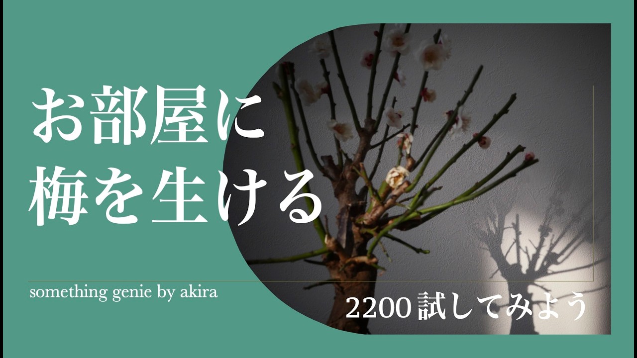 実験動画：梅をお部屋に飾ります。【vol 2200春だけ楽しめ、そしてこれからどう育てていきましょうね】