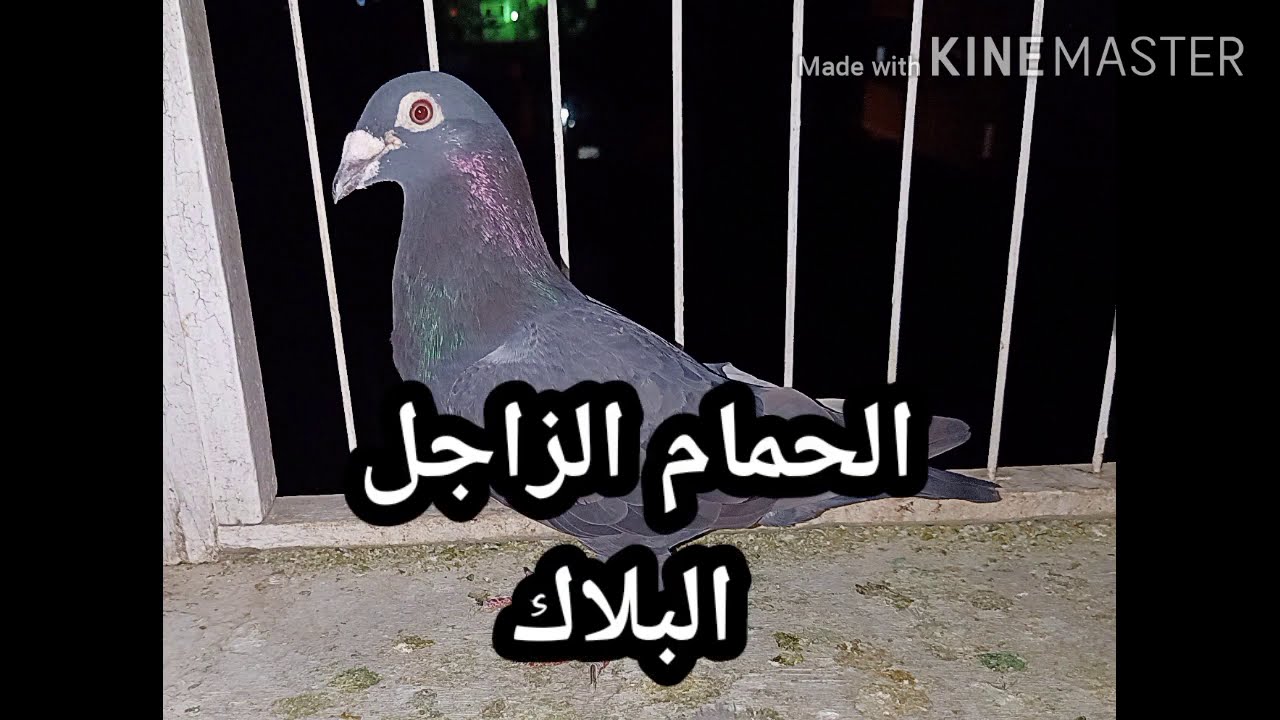 أروع حمام زاجل بلاك ( أسود ) ممكن تشوفه اتفرج يا غاوى واستمتع