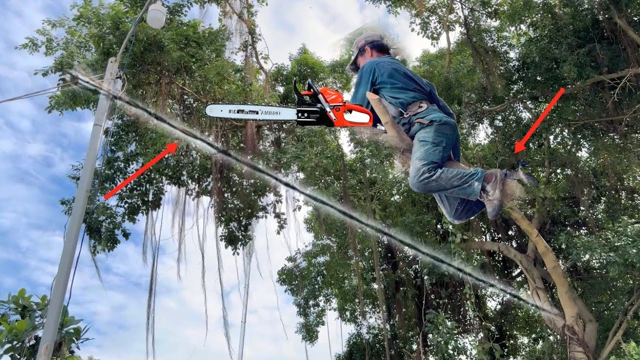 Cưa cây xanh ngã vô trụ điện,ở bên dưới thì dây điện mục nát. 