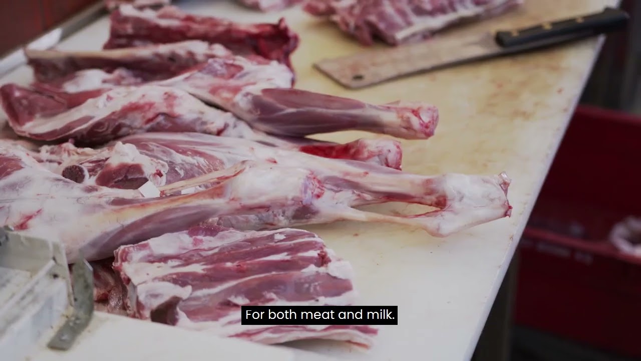 10 Most Profitable Livestock to Raise in 2025 (Even on a Small Farm)