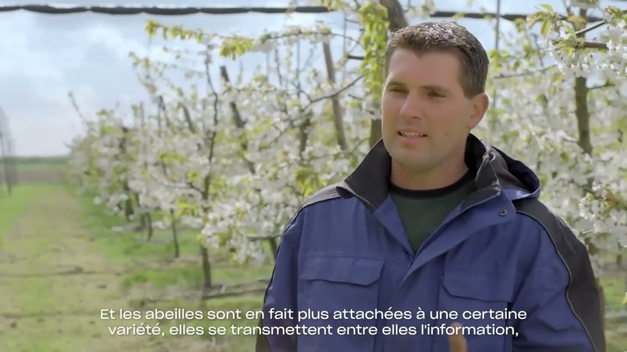 La pollinisation en arboriculture avec des bourdons