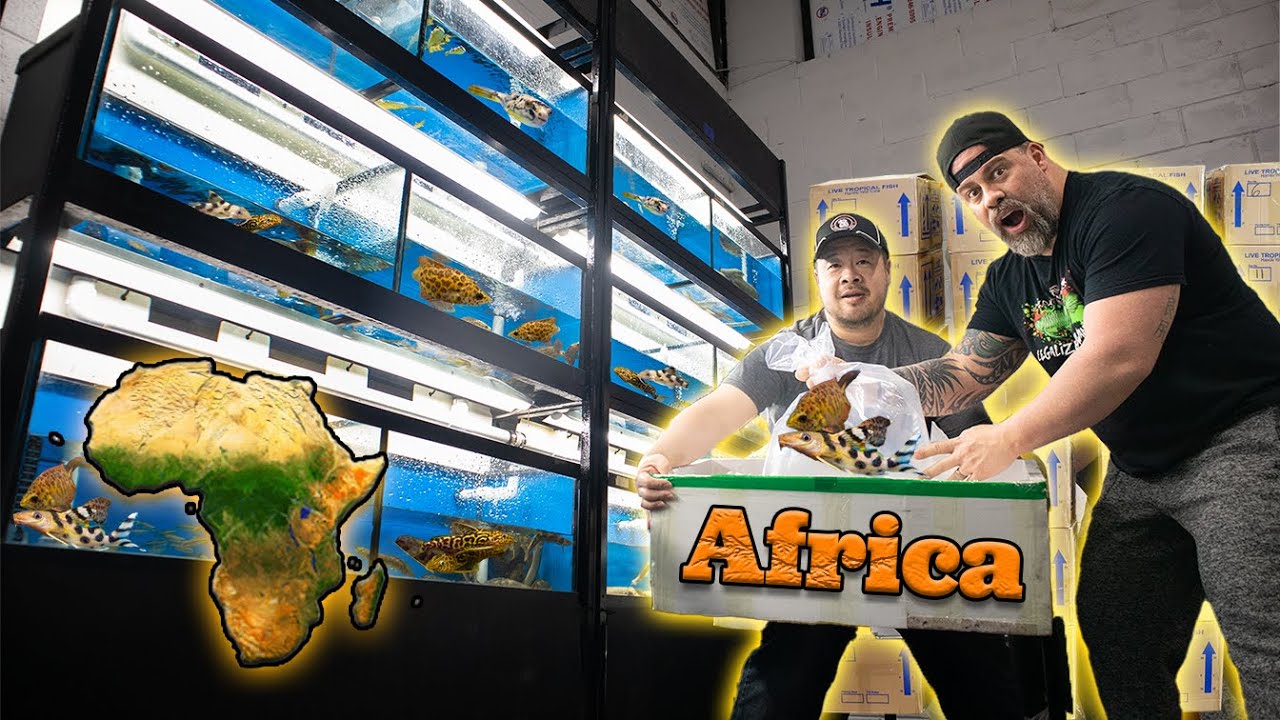 We Ordered ALL These Fish From AFRICA | Unboxing Rare Tropical Fish