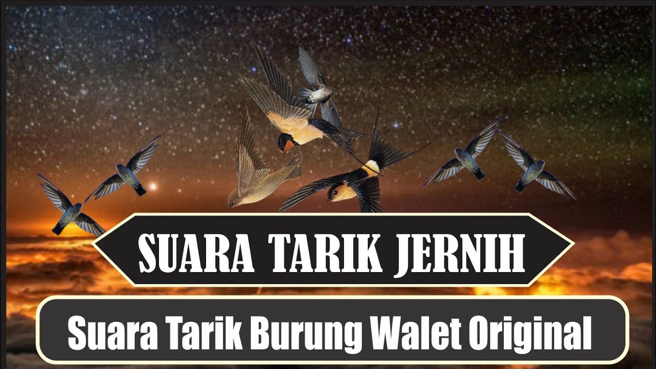 Suara Tarik burung Walet paling jernih (Lintasan) || free swiftlet call sound