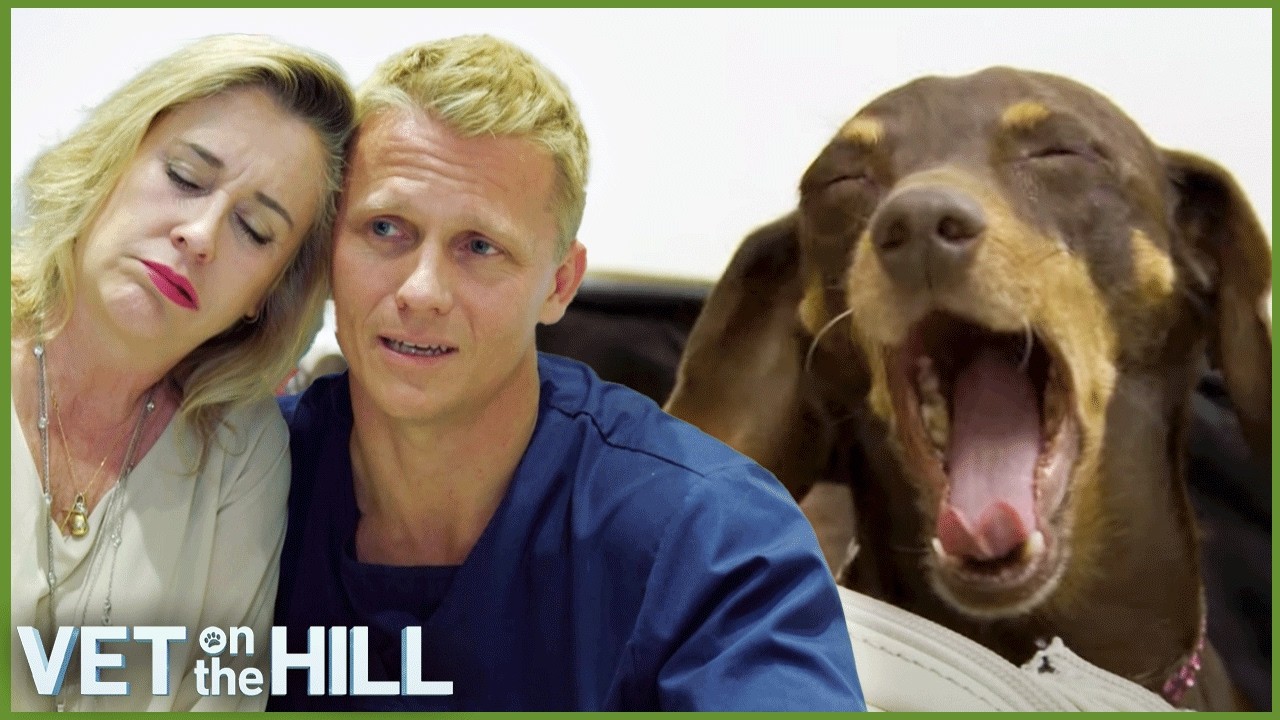 Vet On The Hill Marathon - 4 Hours of Nonstop Episodes!