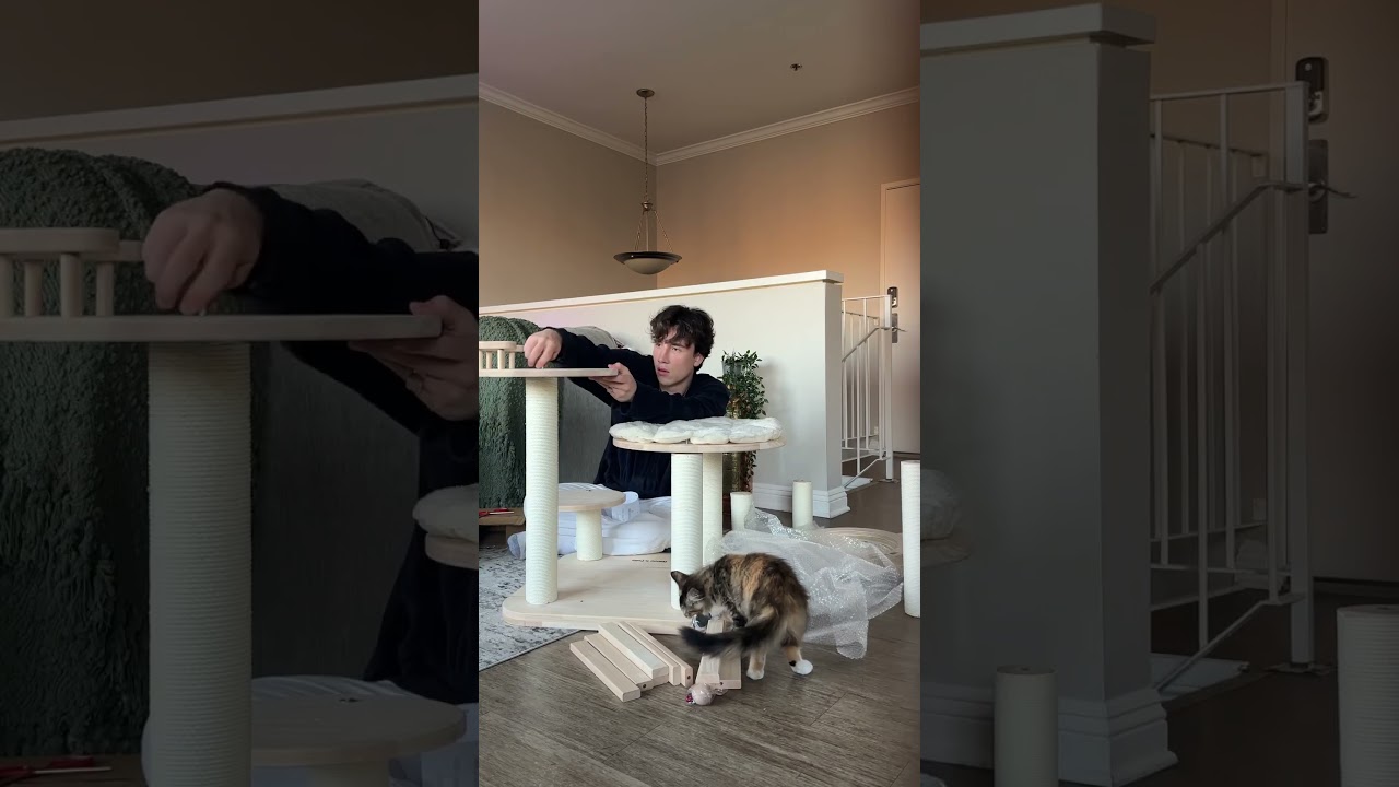 Пробую это высоко оцененное кошачье дерево для моего мейн-куна!