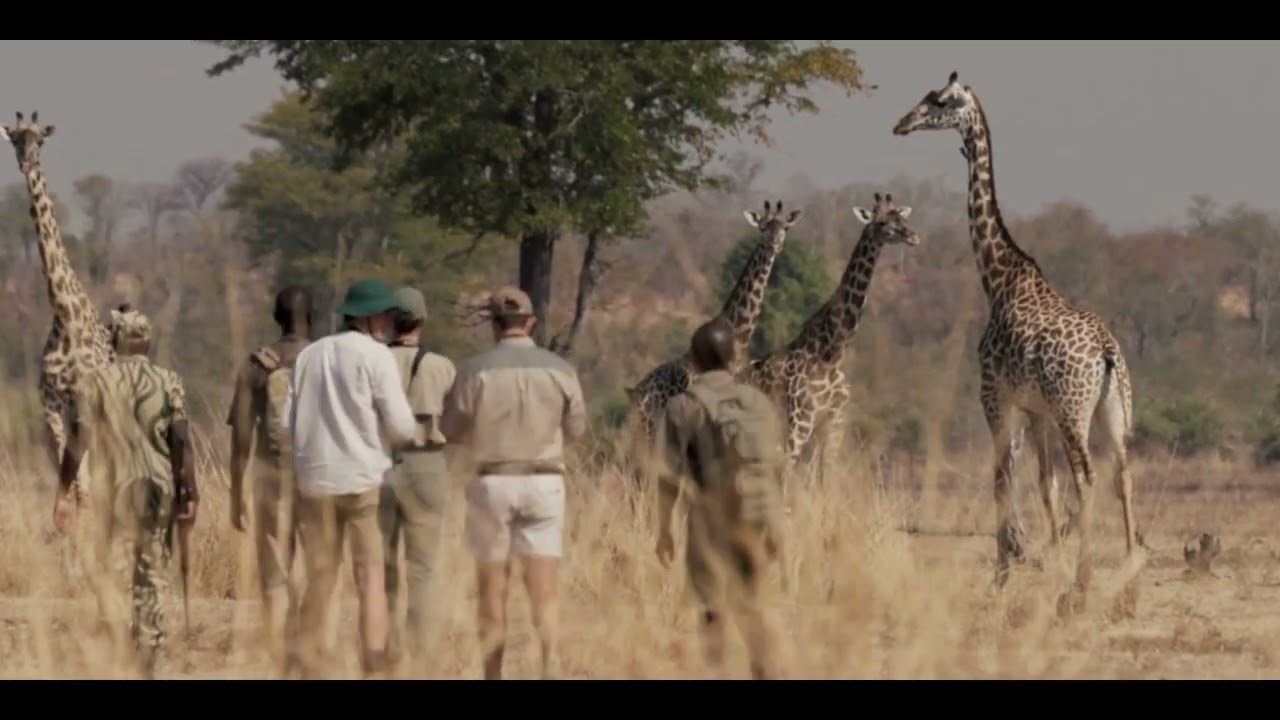 Walking Safari in Zambia with Bushcamp Company #walking #zambia