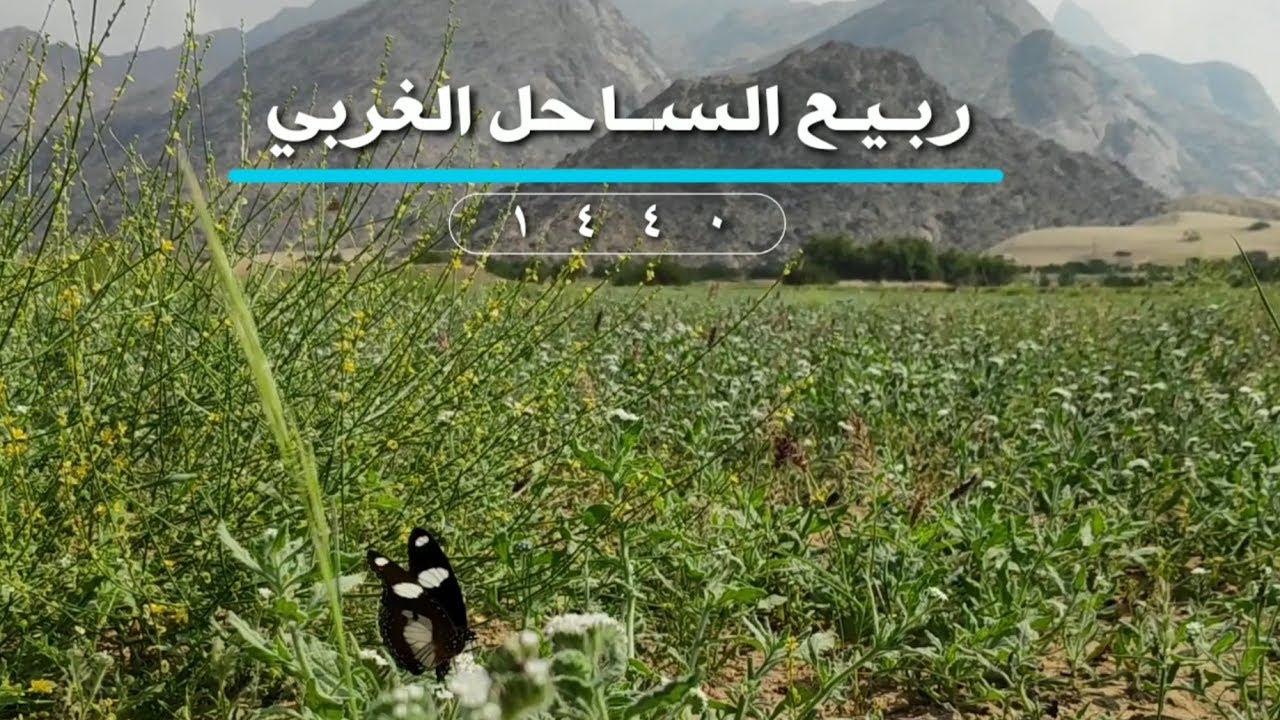 مونتاج ربيع الساحل الغربي 1440 من جنوب مكة إلى شرق المظيلف