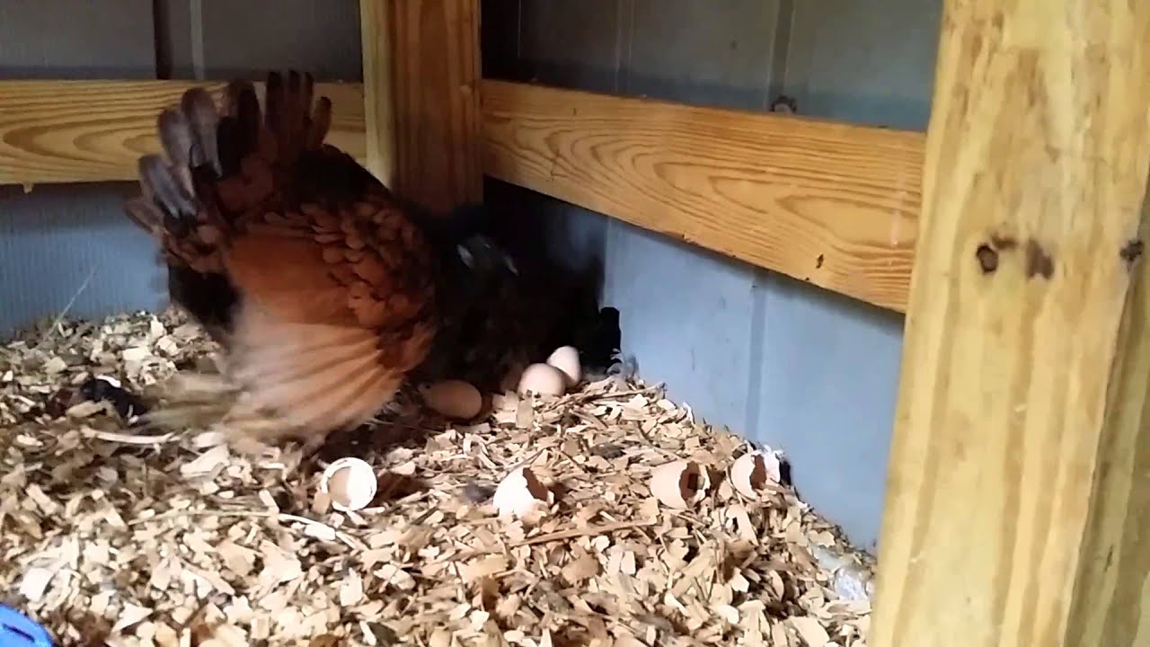 Watch out... chicken attack
