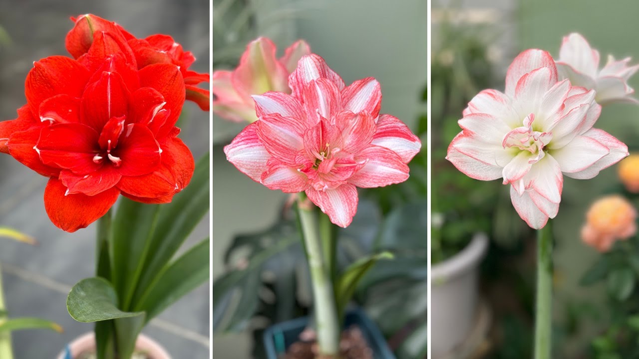 30+ Gorgeous Double Amaryllis Varieties with Names