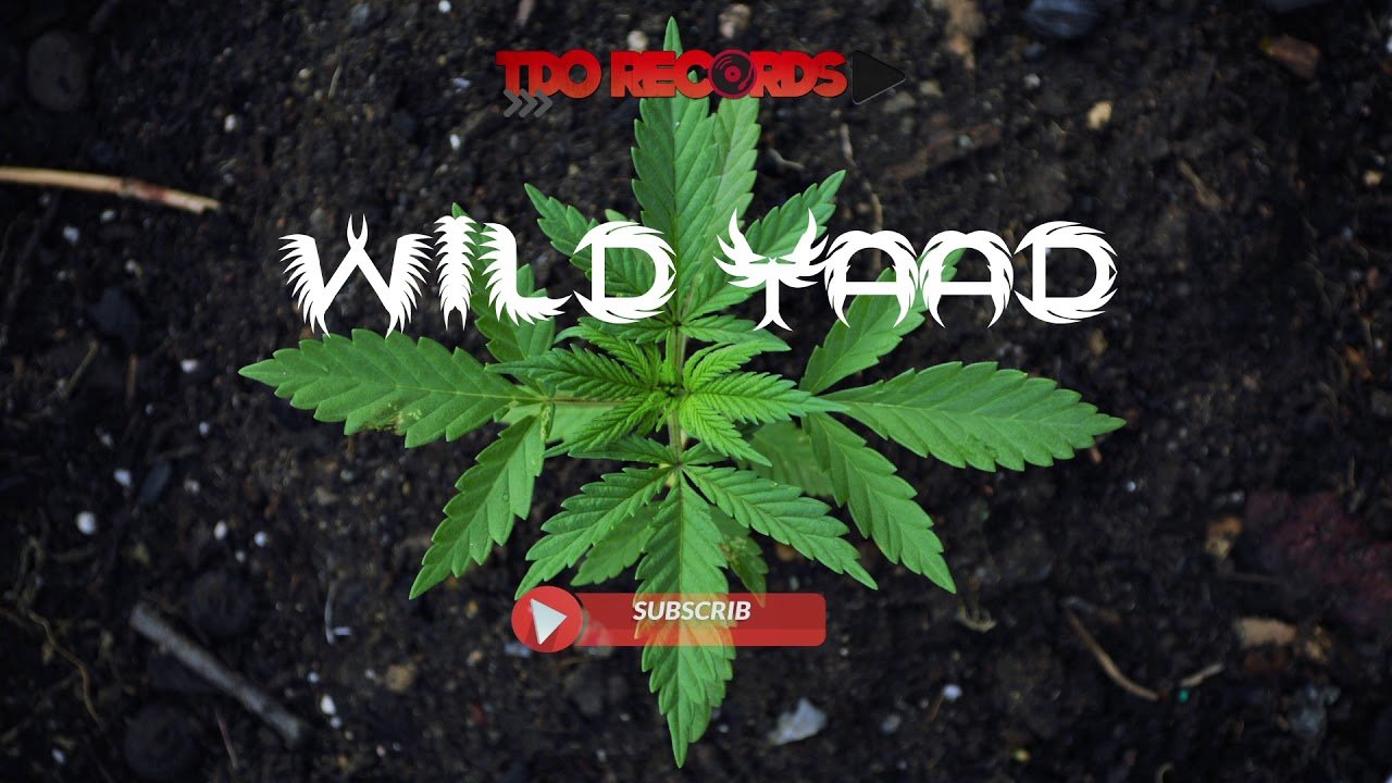 WILD YAAD RIDDIM - DANCEHALL INSTRUMENTAL - JULY 2018 - TDO RECORDS