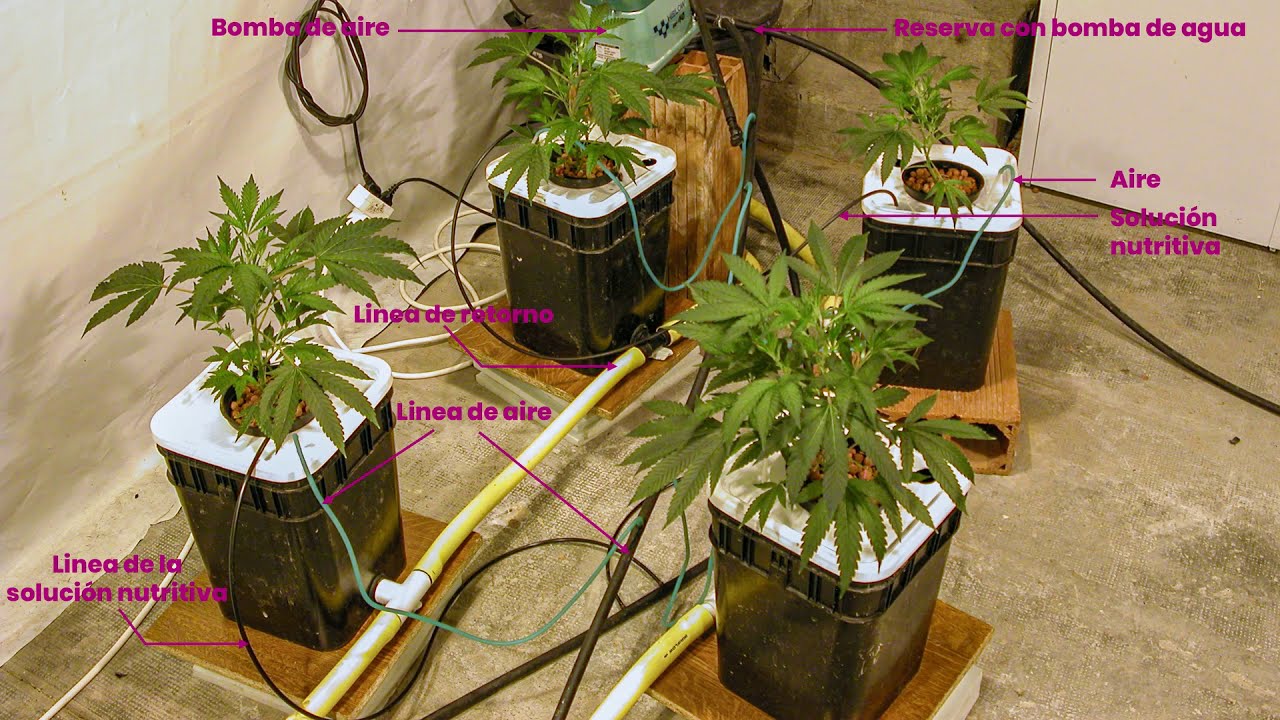 Como hacer un sistema hidrop&oacute;nico casero dwc y rdwc (recycling deep water culture)