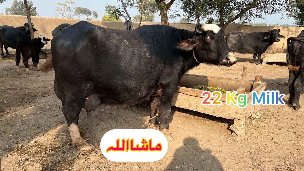 22 Kg Milk Nili Ravi Buffalo in the 92 Animal Tv || Buffalo Farming in Punjab ||19 December 2025