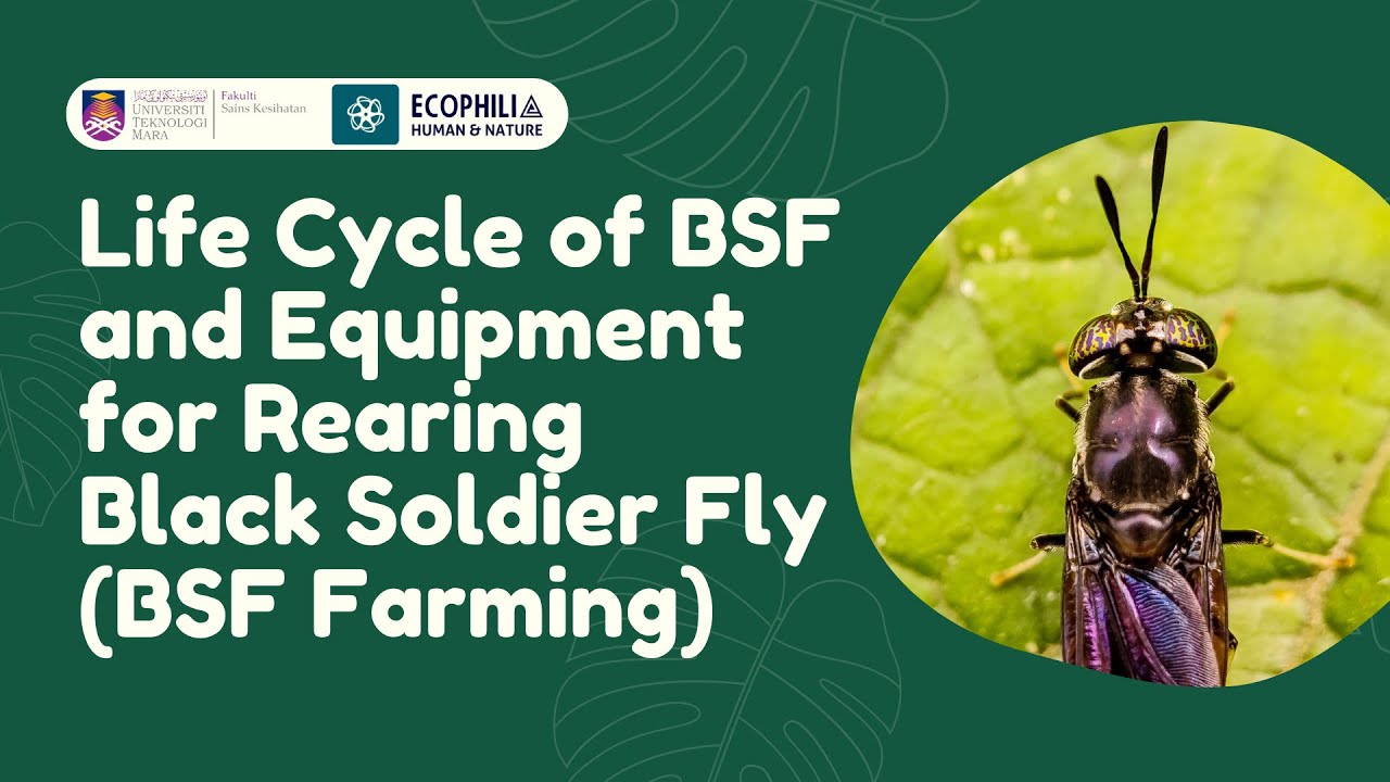 Life Cycle and Black Soldier Fly Farming