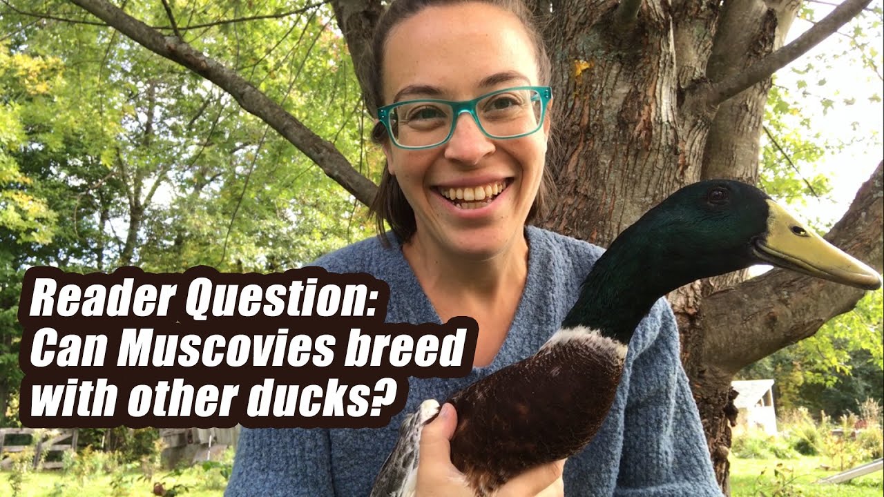 Can Muscovies produce offspring if bred with other ducks?