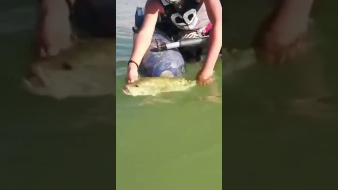 Big one (Black bass) #shortvideo #short #fishing #shorts #blackbass