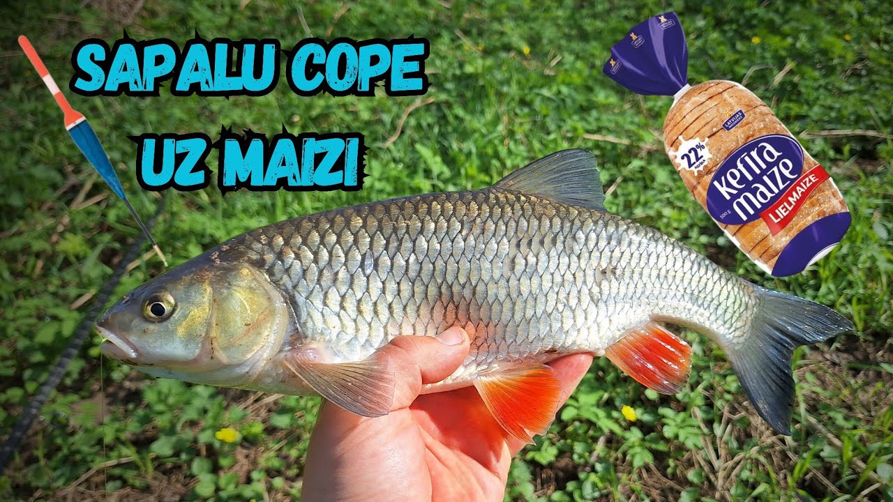Sapalu cope uz maizi! Kura maize derēs pludinā&scaron;anai un kura sagādās tīrākās mokas!