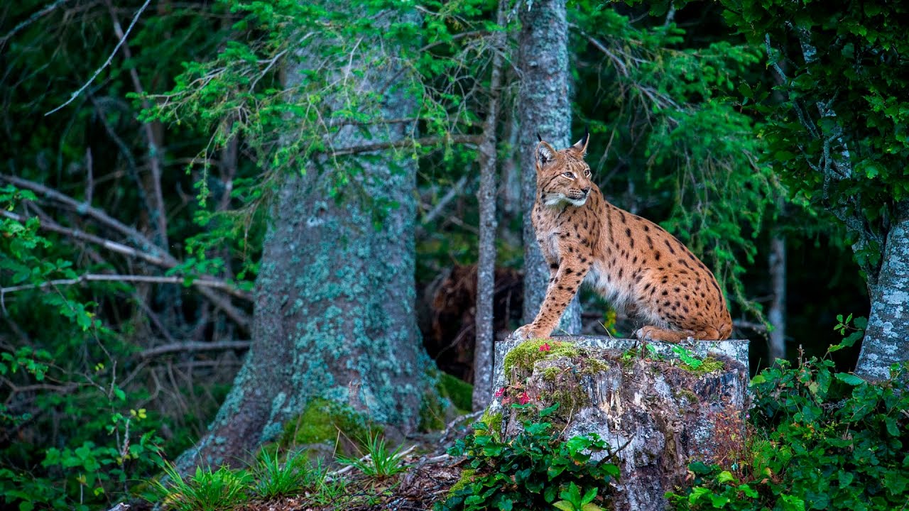 A la recherche du lynx boréal dans le Jura
