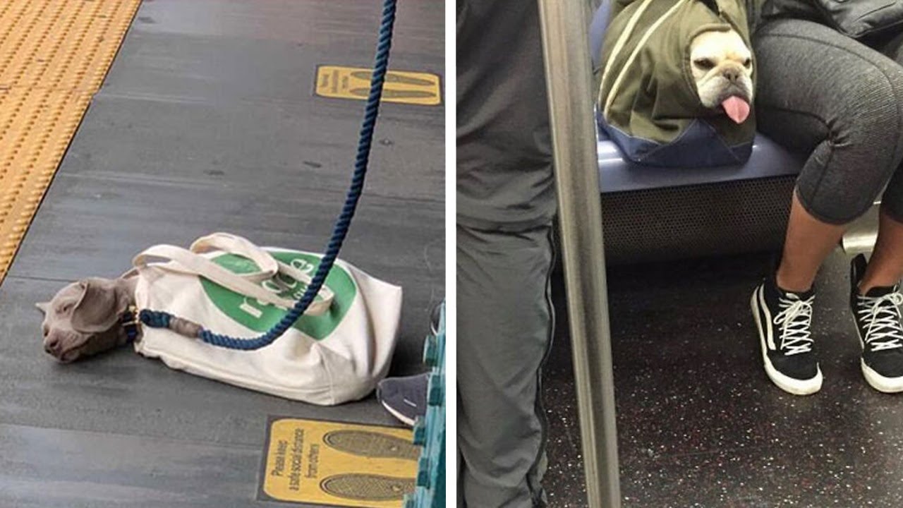 Times Folks Were Caught Carrying Dogs In Bags And It’s Adorable